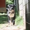Lennox sucht ein stabiles Zuhause