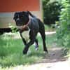 Lennox sucht ein stabiles Zuhause