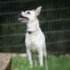 Cora sucht ein aktives Zuhause