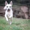 Cora sucht ein aktives Zuhause