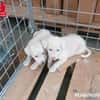 Biba sucht ein neues Zuhause