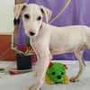 Pollux sucht ein liebevolles Zuhause