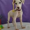 Pollux sucht ein liebevolles Zuhause