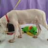 Pollux sucht ein liebevolles Zuhause