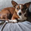 lustiges, kleines Kerlchen -Percy-
