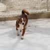 lustiges, kleines Kerlchen -Percy-