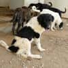 Möchten Sie Peppe adoptieren?