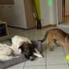 Schenkst du Pumba ein Zuhause?