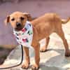 Neugierige & freundliche Frida sucht