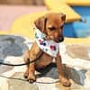 Neugierige & freundliche Frida sucht