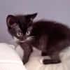Kleine Mirta sucht tolles Zuhause