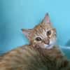 CHAT ALORS