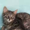 CHAT-DORABLE