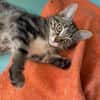 CHAT PERLIPOPETTE