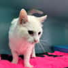 MINETTE