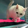 MINETTE