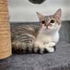 CAT APULTE