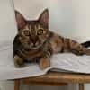SWEETY