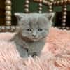 moshi