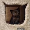 Mowgli