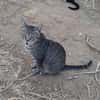 Tigre