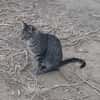 Tigre