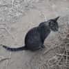 Tigre