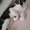 Zorro