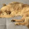 🆘DRINGEND PS oder Endtselle gesucht🆘