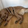 🆘DRINGEND PS oder Endtselle gesucht🆘