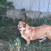 verschmuster Charlie sucht sein Zuhause!