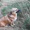 verschmuster Charlie sucht sein Zuhause!