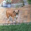 verschmuster Charlie sucht sein Zuhause!