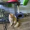 COOPER - kleiner Traumkater in orange!