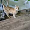 COOPER - kleiner Traumkater in orange!
