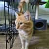 COOPER - kleiner Traumkater in orange!