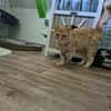 COOPER - kleiner Traumkater in orange!