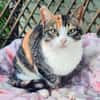 Etwas schüchternes Katzenmädchen Ruby