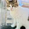 Menschenbezogene Katze Chloe