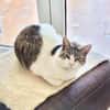 Menschenbezogene Katze Chloe