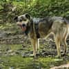 Soziale Hundeoma KATE sucht 🍀♥