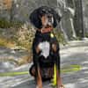 Jack sucht ein Zuhause