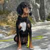 Jack sucht ein Zuhause