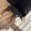 Jack sucht ein Zuhause