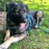 MILLA - sanfte&verschmuste Hundedame