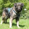 MILLA - sanfte&verschmuste Hundedame