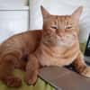 Kater Mikosch sucht schon lange
