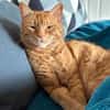 Kater Mikosch sucht schon lange