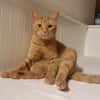 Kater Mikosch sucht schon lange