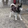 Balto, er möchte nur Liebe